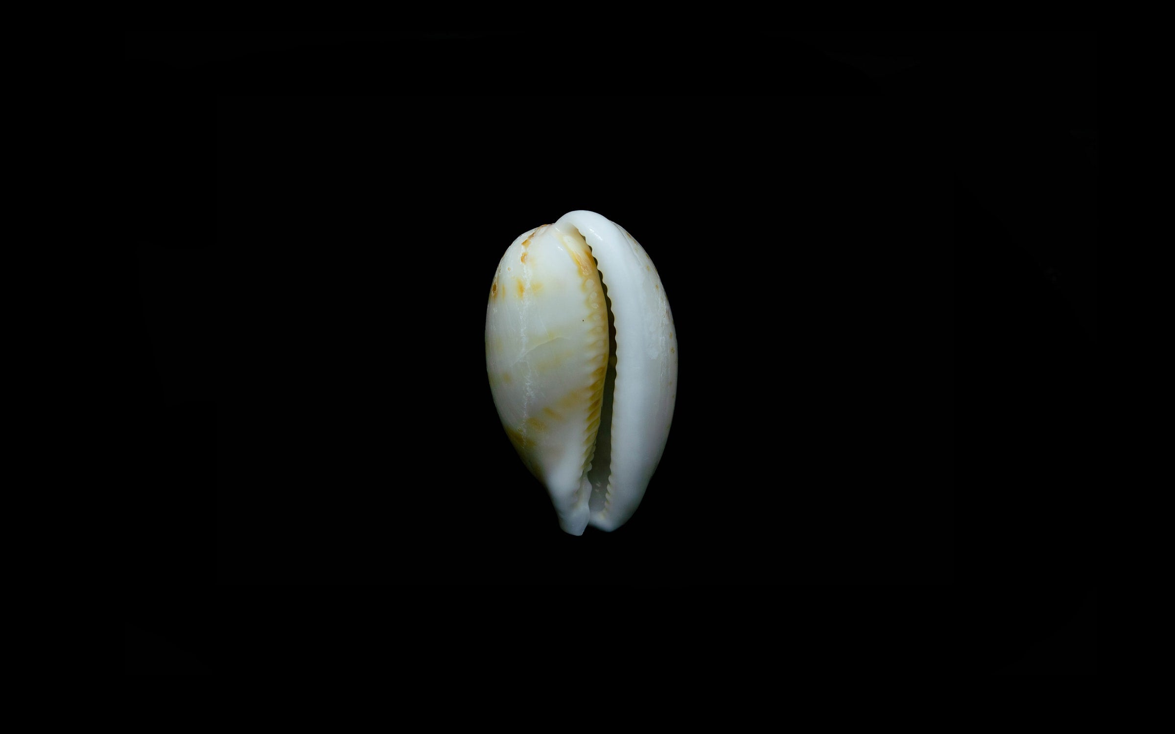 Crowei Shells Cowrie Shells | History, Facts & Use In Jewellery | Ben's Beach Blog ...