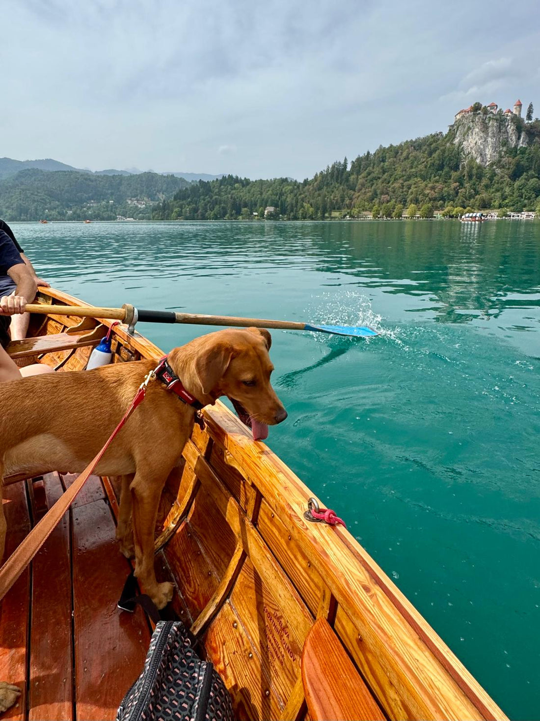 Dog on a rowing boat on Lake Bled