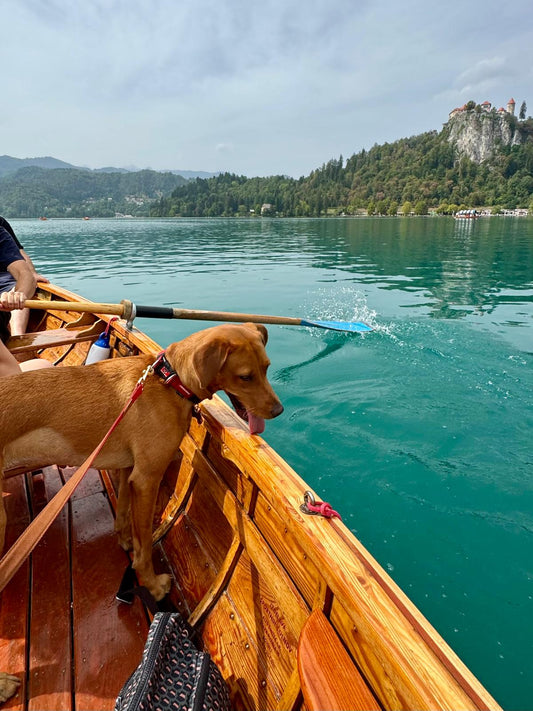 Dog on a rowing boat on Lake Bled