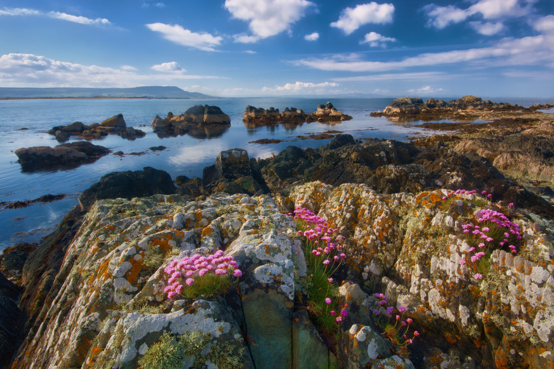 Pink wildflowers growing in rocks by the edge of the sea