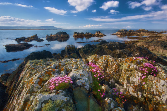 Pink wildflowers growing in rocks by the edge of the sea