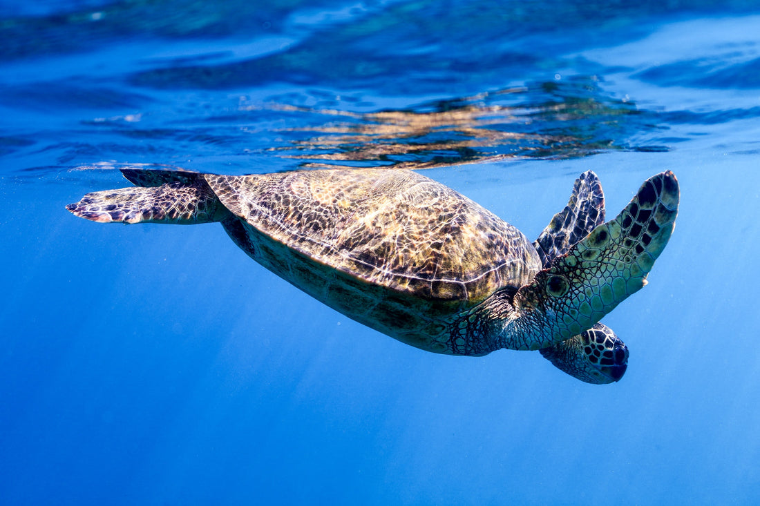 A Sea turtle swims just under the surface of the ocean