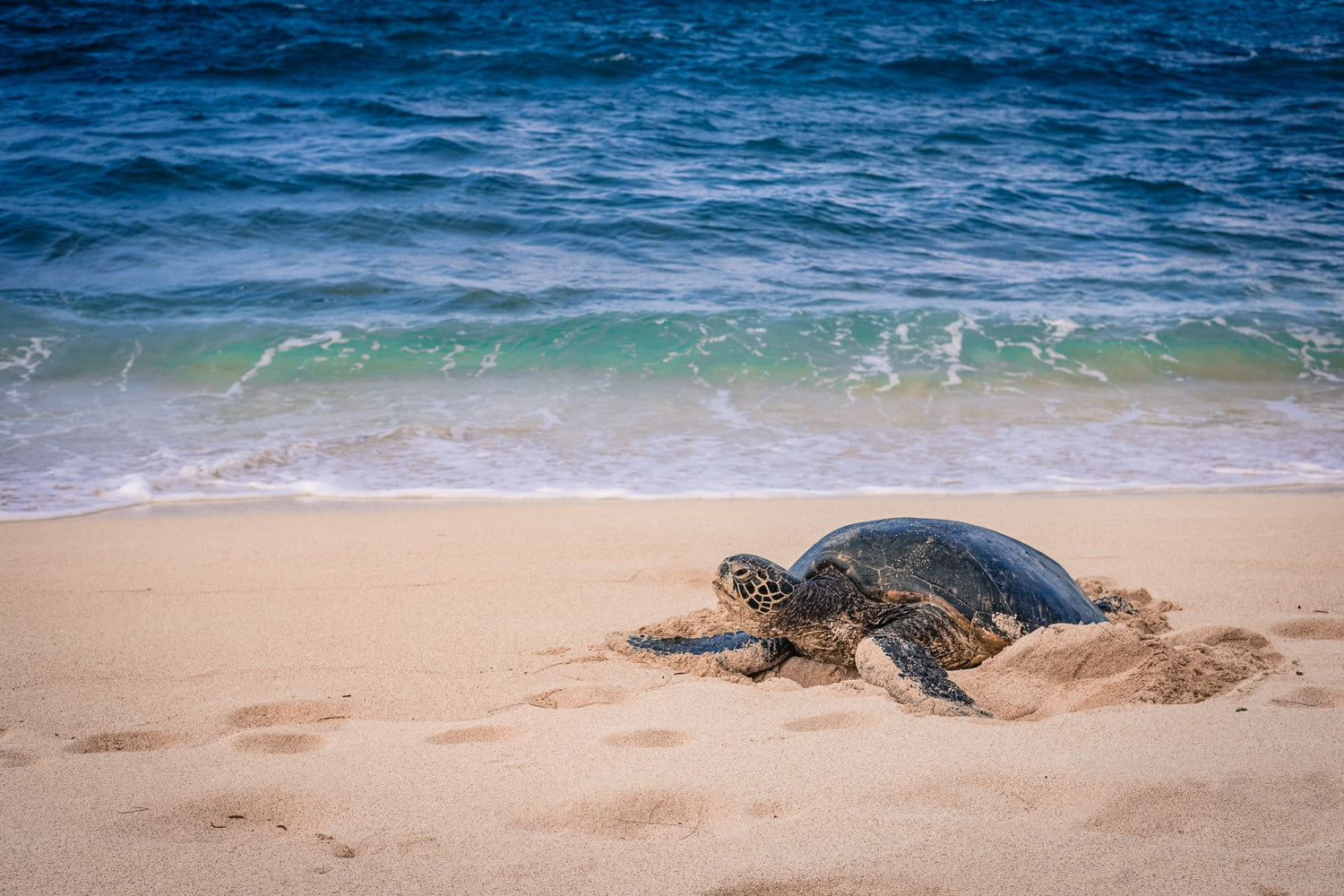 Sea Turtle on the beach with ocean behind 