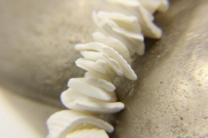 White chips puka shell necklace | Ben's Beach Jewellery UK